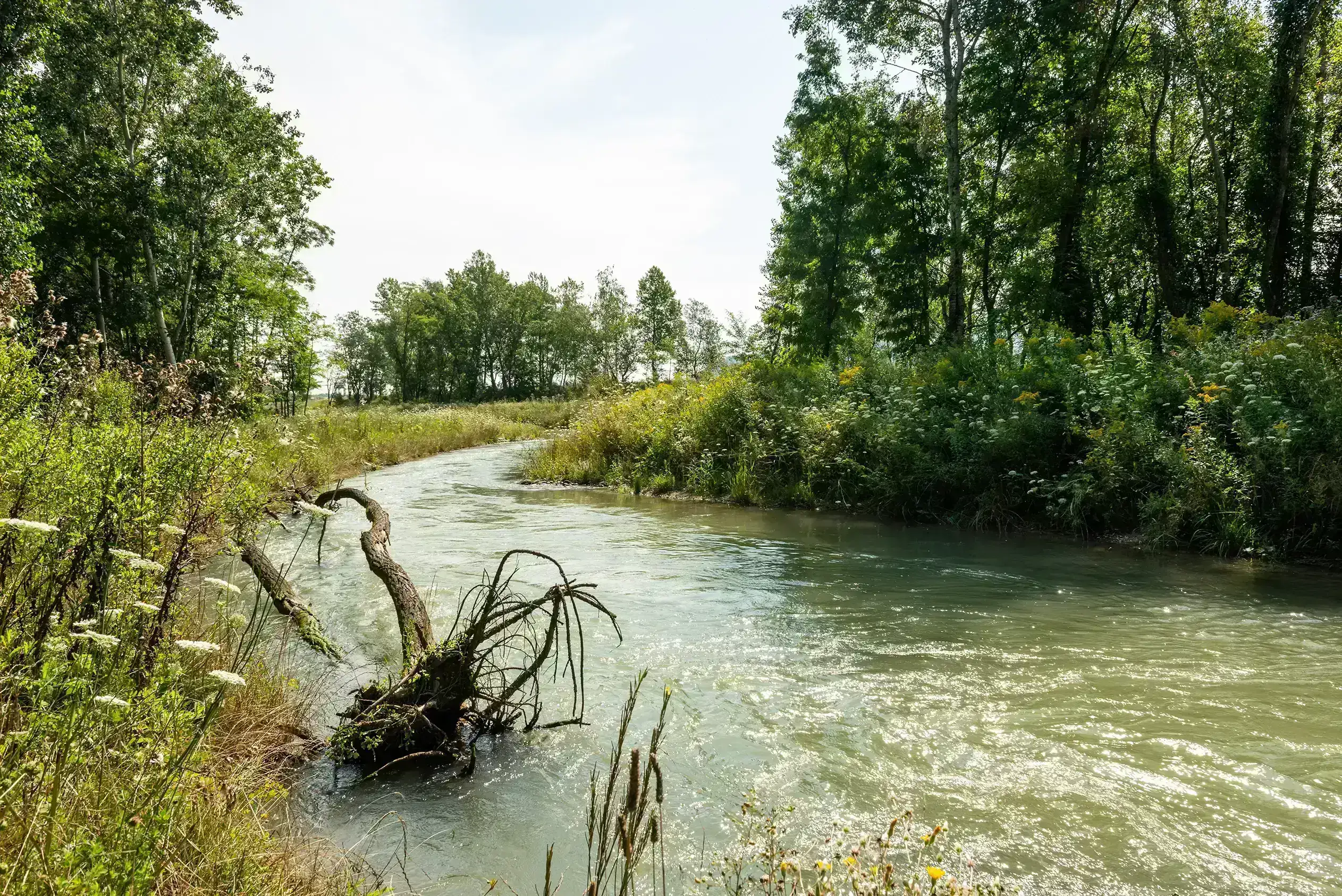 Die neue Fischwanderhilfe beim Kraftwerk Greifenstein bahnt sich ihren Weg durch Fauna und Flora.