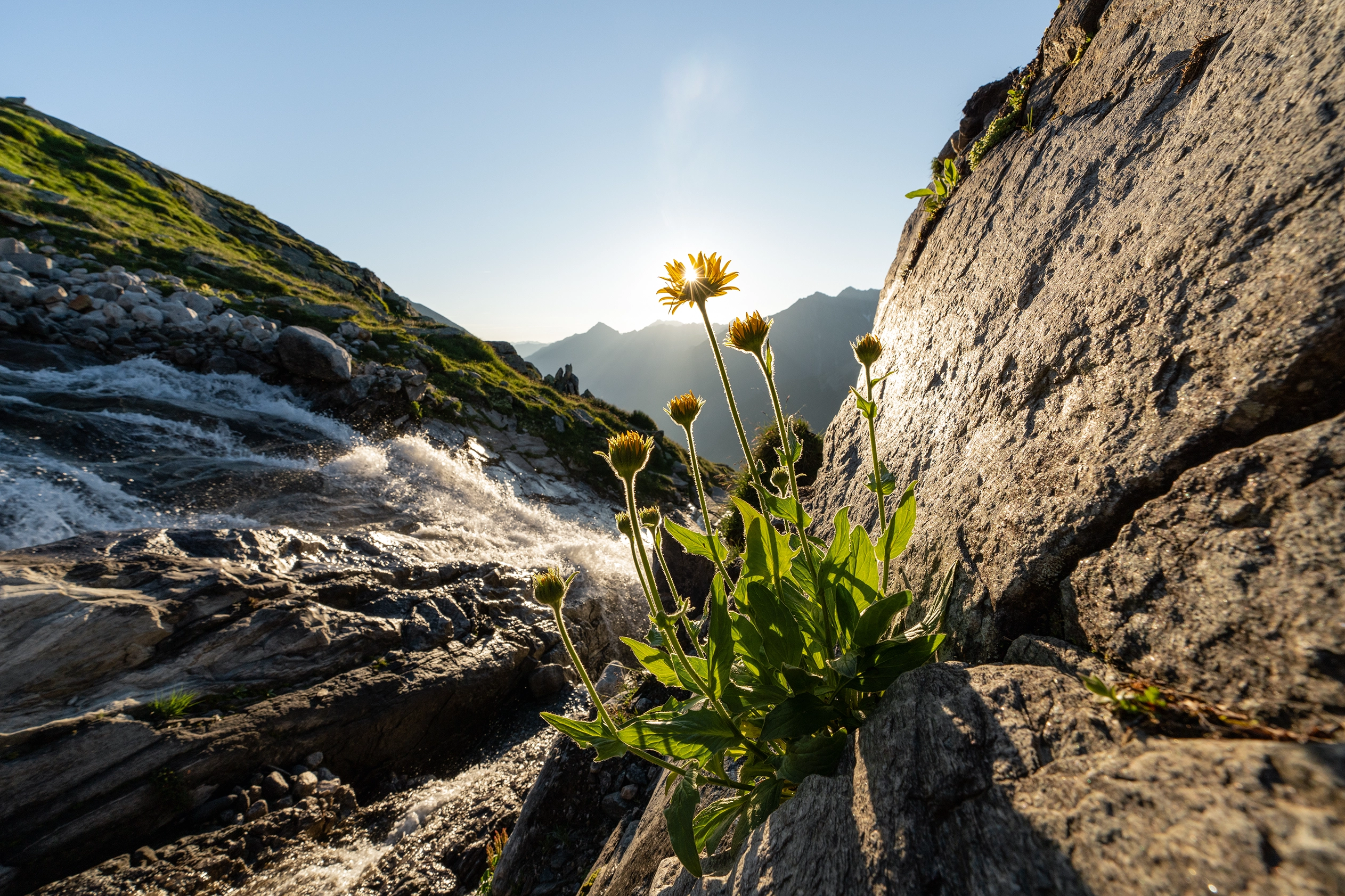 Ein Bergbach bahnt sich seinen Weg in die Tiefe. Die Sonne strahl und der Himmel ist blau. Ein gelbe Blume steht im Vordergrund.