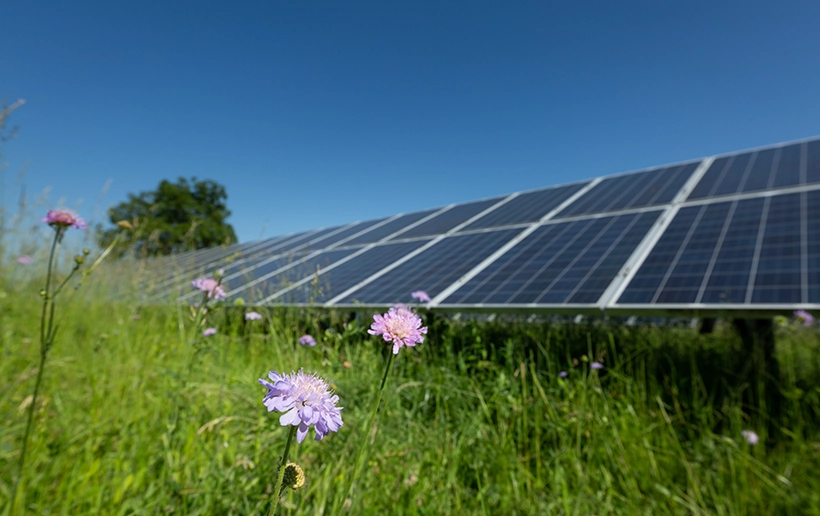 Im Hintergrund zeigt sich ein strahlend blauer Himmel, davor sieht man ein Photovoltaik-Panel. Und ganz Im Vordergrund eine Blumenwiese mit Schusterknöpfen.