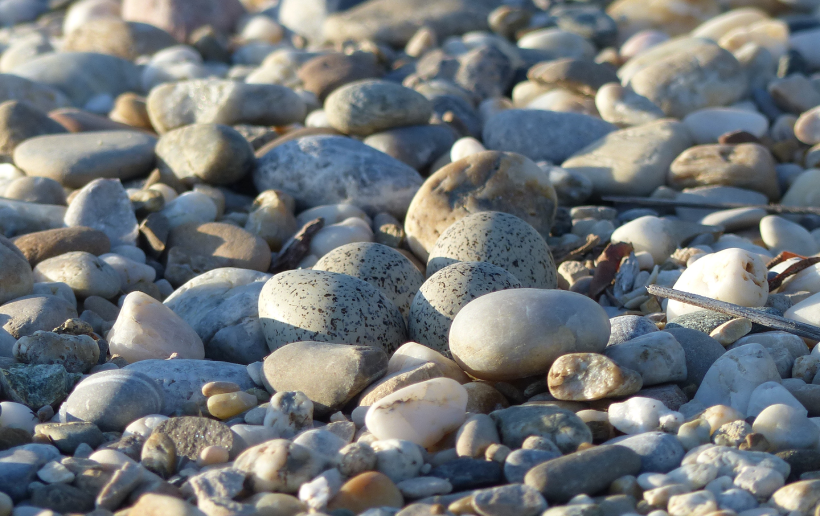 Nahaufnahme von Vogeleiern getarnt unter Kieselsteinen als Beispiel für Artenschutz, die im Einklang mit der natürlichen Umgebung brüten, ähnlich den Schutzmaßnahmen für Vögel im Rahmen des Kraftwerksprojekts.