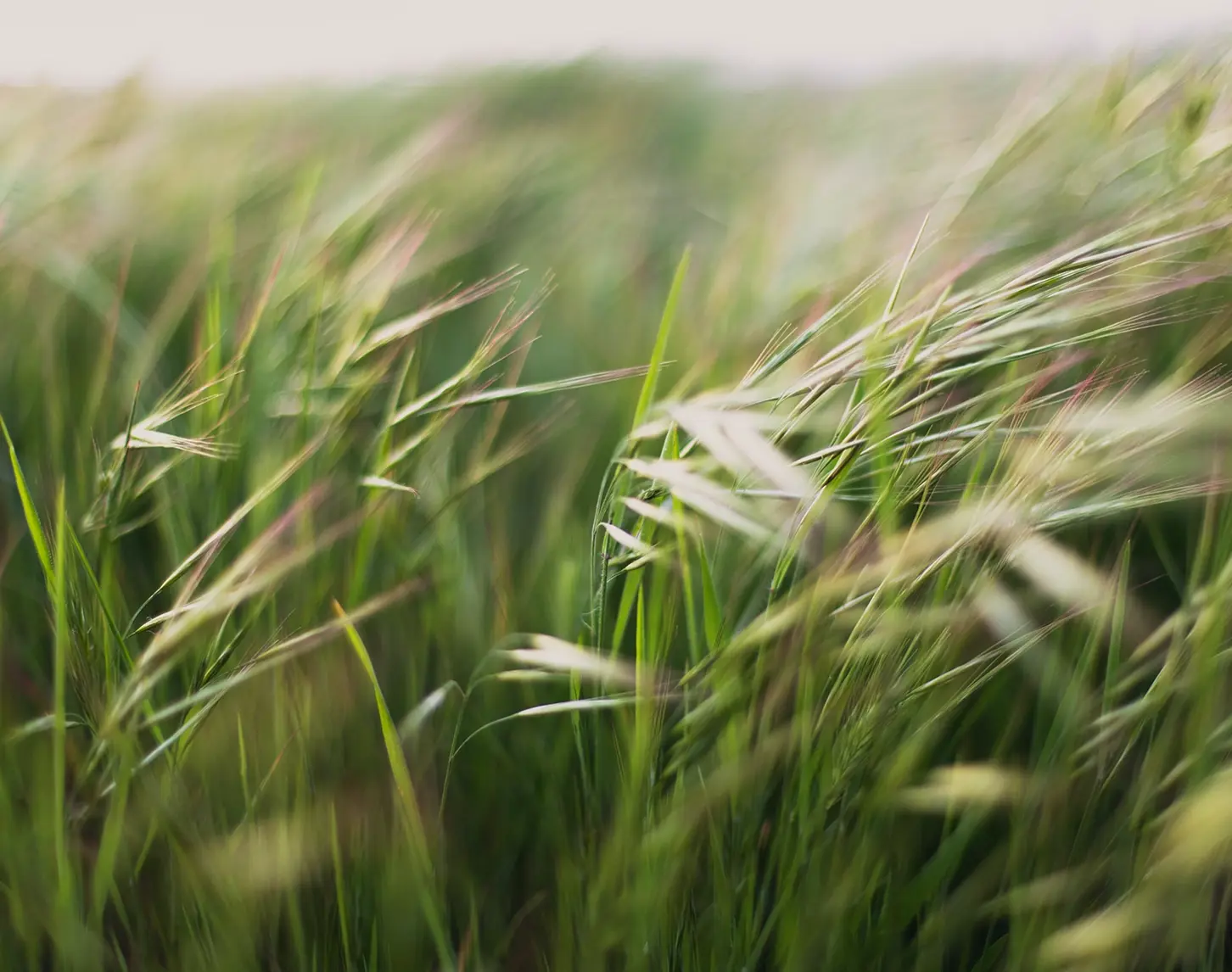 The picture shows a stylistically beautiful close-up of a lush green meadow with different grasses.